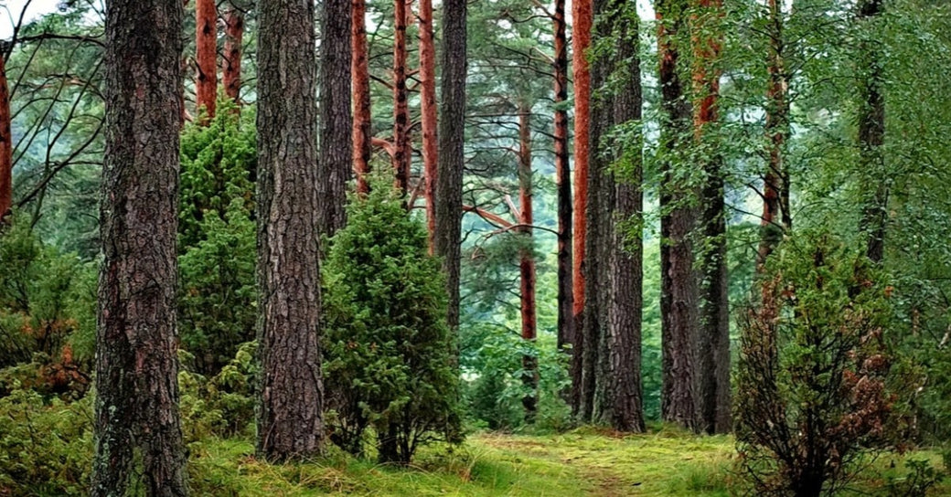 Top Activities in the United States to Do Where You’ll Need a Satellite Phone: Trekking Through Dense Woods